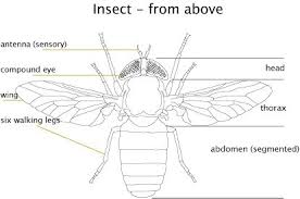 What Are Insects The Australian Museum