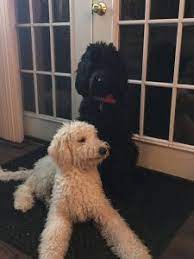 Miniature goldendoodles are extremely attractive, lovable, and loyal puppies. Goldendoodle Breeders In Massachusetts Top 4 Breeders 2021 We Love Doodles
