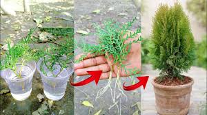 How To Plant And Grow Arborvitae