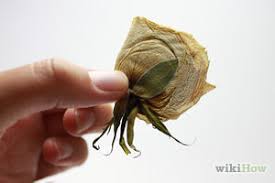 How to press flowers in a book. How To Press Flowers And Leaves
