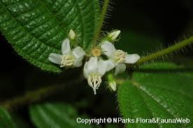 Image result for Blotiella crenata