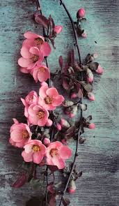 Cherry Blossom Flower Background Iphone Flower Wallpaper Beautiful Flowers Wallpapers