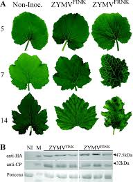 There is a mix of nutrients required by plants to grow and remain healthy. The Conserved Frnk Box In Hc Pro A Plant Viral Suppressor Of Gene Silencing Is Required For Small Rna Binding And Mediates Symptom Development Journal Of Virology