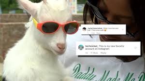 Stylish North Carolina goat turns social media famous