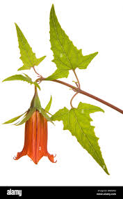 Image result for Canarina