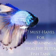 7 Must Haves For Maintaining A Healthy Betta Fish Tank All About Betta Fish Tanks Betta Fish Tank Fish Tank Betta