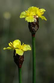 Image result for Xyris capensis