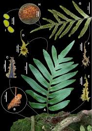 Image result for Pleopeltis