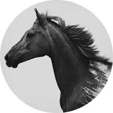 pin on ghanem sm