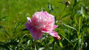 Pfingstrosen müssen hin und wieder geschnitten werden. Pfingstrosen Pflegen Pfingstrose Paeonia De