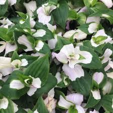 Image result for Thomandersia