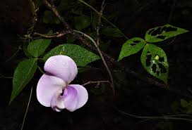 Image result for Vigna vexillata
