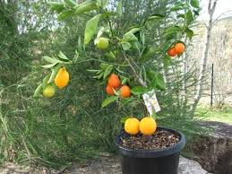 It favors hot and warm climate and are most common fruit trees grown in home pear trees can easily be grown in the garden and are fast growing fruit trees which may not only have a good height within a short period of time but. Fruit Salad Tree Plant Derrickandmelisa