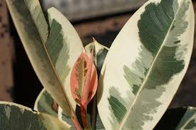 Image result for ficus elastica flower