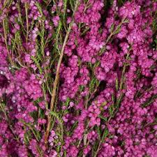 As the name suggests, filler flowers are used to mainly bulk up, complement, and add interesting textures to a flower arrangement. 26 Filler Flowers And Types Of Greenery Fiftyflowers
