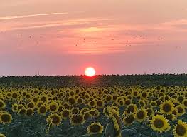 It's all up to mother nature. Even Though We Are Not Open North Fork Potato Chips Facebook