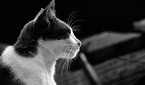 Melanin is a pigment that adds color to the skin. Squinting In Cats Cat World
