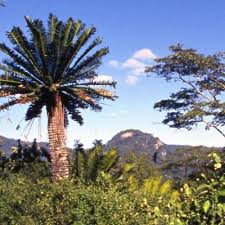 Image result for Encephalartos umbeluziensis