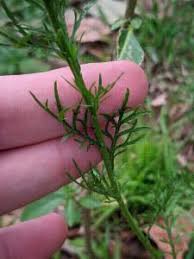 Image result for Lepidium bonariense