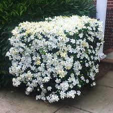 Image result for Gardenia subacaulis