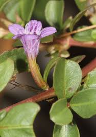 Image result for Dyschoriste trichocalyx