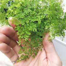 Powdery mildew is a common plant disease that attacks ferns, as well as roses, garden vegetable plants and other types of houseplants. Maidenhair Fern Care Not That Delicate House Plant Journal