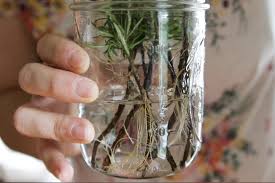 Image result for rosemary cuttings