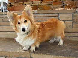 Pin By Ray On Corgis Corgi Dog Dogs Corgi
