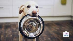 Dog Won T Eat From Bowl But Will From Floor Top 5 Reasons