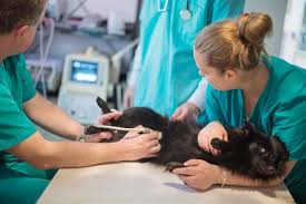 How long do mixed breed dogs live? Prednisone For Dogs With Lymphoma Pet Ponder