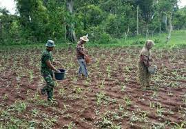 Monokultur legum tarum (p7) 31 hst. Untuk Dapatkan Hasil Maksimal Serda Sigit Bantu Petani Pemupukan Jagung Seputar Madura