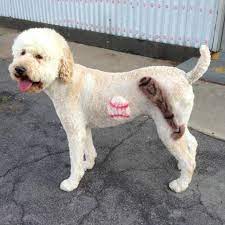 Please call for bath only and bath+trim only pricing. Baths Barks And Bubbles Pet Spa Home Facebook