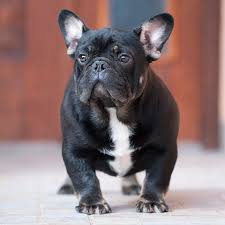 Black And Tan Frenchie For Sale Problem 7 Months Old Mini Black And Tan Boy French Bulldog Breed French Bulldog French Bulldog Puppies