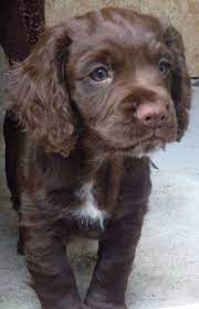 They have been breeding puppies since 1962, to provide you with top notch quality cocker pups. Chocolate Brown Working Cocker Spaniel Puppy Bristol Bristol Pets4homes Spaniel Puppies Springer Spaniel Puppies Cocker Spaniel Dog