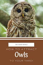 How To Attract Owls To Your Yard Wild Birds Attract Wild Birds Wild Birds Unlimited