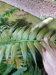 Image result for Stenochlaena