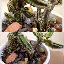 I can't say exactly how long it took for this to develop, but i didn't notice it on. Fairy Castle Cactus Shriveling And Yellowing
