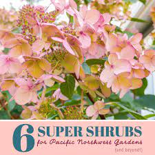 They provide color and good structure for garden beds along with winter interest after the growing season ends. Six Super Shrubs That I M Growing In My Small Pnw Garden