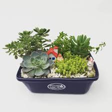 Cactus y suculentas └ plantas y esquejes └ plantas, semillas y bulbos └ artículos para terraza y jardín └ casa, jardín y bricolaje todas las categorías arte y antigüedades artesanía y manualidades bebés belleza y salud cámaras y fotografía casa, jardín y bricolaje cine. Mini Jardines Cactus Taller De Arte Huellas Del Fuego Facebook