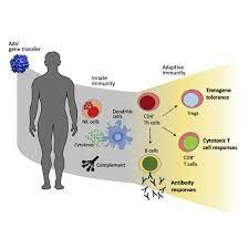 Originally, they were merchants who had accumulated a massive fortune by selling tea leaves and silk. Aav Vector Immunogenicity In Humans A Long Journey To Successful Gene Transfer Molecular Therapy