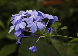 Image result for Plumbago ituriensis