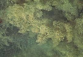 Image result for Cabombaceae