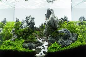 Versi lain dari rumah yang dibuat dari kardus bekas. Punya Akuarium Besar Di Rumah Terapkan Salah Satu Style Aquascape Favoritmu Untuk Mempercantik Tampilan Akuarium Furnizing