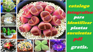 Floraciгіn de los cactus, conviene dejar la planta en estado de reposo durante el invierno, reduciendo al mгnimo los aportes de agua y nada de abono. Gratis Catalogo Fotografico Para Identificar Plantas Suculentas Pdf Rincon De Maestros