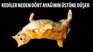 Kedilerin Dort Ayaginin Ustune Dusmesinin Sebebi Iste Bu Youtube