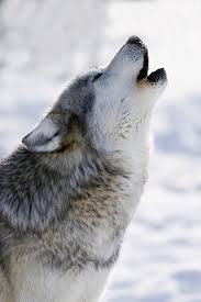 Black And Brown Wolves Here Is A Picture Of A Gray Wolf A Lot Of People Think Gray Wolf S Fur Is Always Gray But No A Gray Wolf Can Brown Black A Wolf Howling Grey