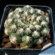 The roots to a cactus are long thick and go very wide and deep. The Stem Is Flat Dark Green The Spines Are White Thin Curved Inward And Very Close To Each Other Cacti And Succulents Succulents Cactus And Succulents
