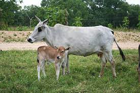 How Now Tiny Cow On Raising Small Cows Hobby Farms