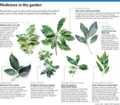 Sabah snake grass herbal property, research and its side effects by mastertole of thetole please visit. Study Finds Anti Cancer Properties In Local Plants Health News Top Stories The Straits Times
