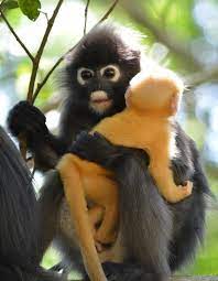 Dusky Leaf Monkey With Baby Brillangoer Cute Baby Animals Animals Wild Weird Animals